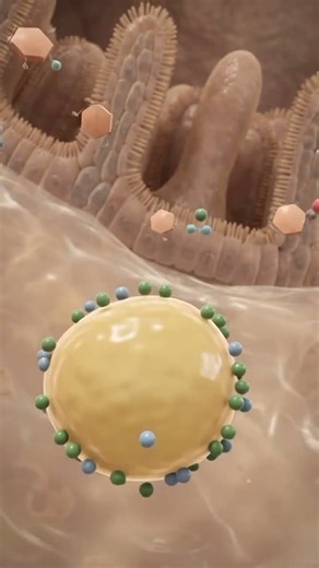 What Happens Inside Your Body When You Eat Cookies? 🍪