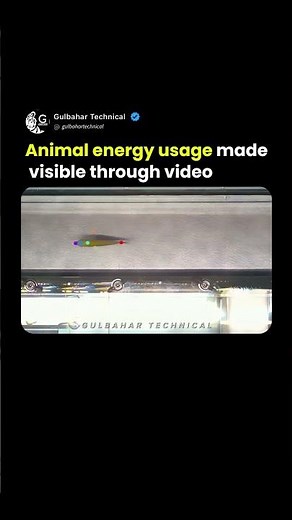 Nature’s Dynamo: Visualizing Animal Energy 🐘🔋