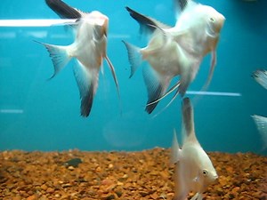 Bulgarian Green Seal Point Angelfish!... | Natural Pet - formerly Captain Nemo's