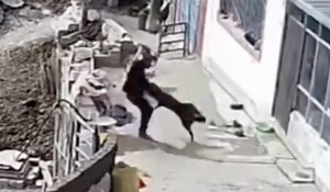 Handled That: Man Fights Off Dog Trying To Attack Him!