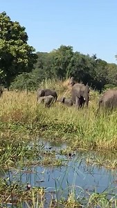 So many elephants at Mvuu Camp & Lodge, Liwonde National Park, Malawi. | Central African Wilderness Safaris