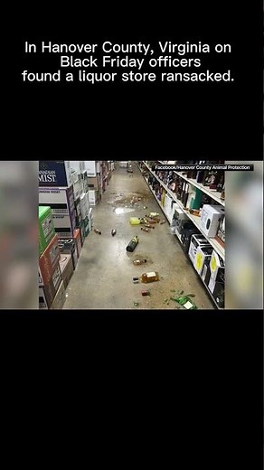 Drunk raccoon raids liquor store