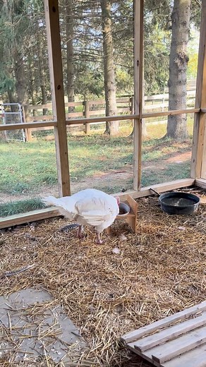 How can you not see turkeys as feathery dogs!? When Tutu sees meal prep… she knows it’s about to be food time! But here’s the thing… even though Tutu’s outgoing, social, and full of life and personality, she’s had the fewest adoptions in this year’s Adopt A Turkey campaign. Tutu is our chatty, charismatic extrovert. She LOVES making new friends, talking to anyone who will listen, and being the center of attention. She was born on a factory farm and would’ve been one of the 46 million turkeys kil