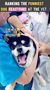 Ranking the Funniest Dog Reactions at the Vet! 🐶💉😂