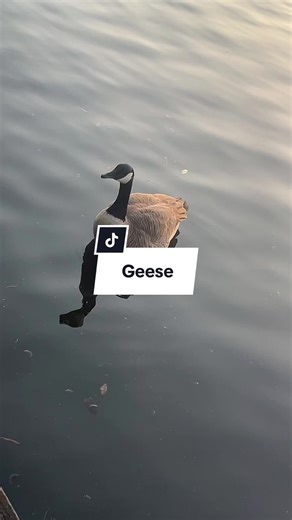 A moment with Disney geese