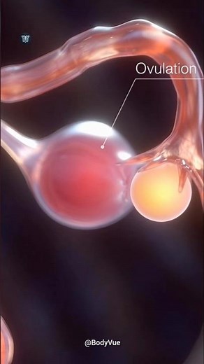 Fertility Peak The EXACT Moment The Egg Is Released (3D Ovulation) Explained #biology #medicina