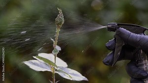 Spraying roses against aphids. A gardener's gloved hand sprays insecticide on aphids on a rose. Video HD
