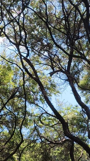 Can you spot all the birds in the video? #birds #island #nativebird #nz #conservation | Bayscapes Charters