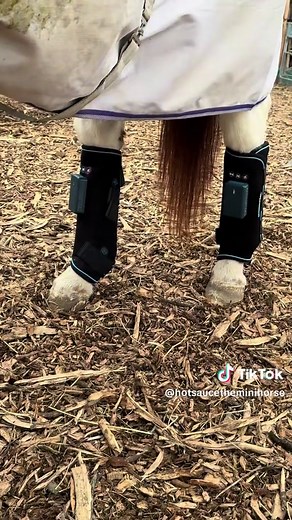 Essential Spa Treatment for Your Horse