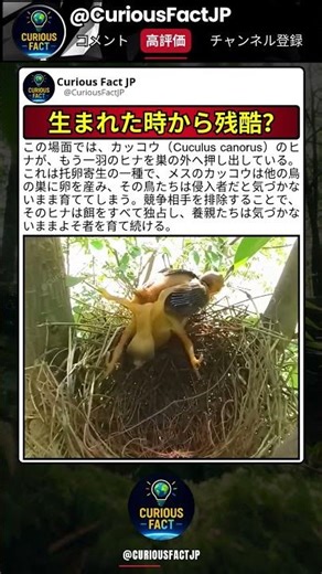 巣の中にいるのは侵入者の鳥…なのに親鳥は気づかない