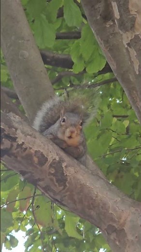 Befriend your neighborhood squirrel #squirrellove
