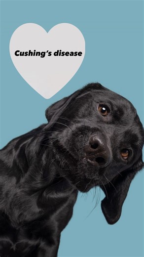 𝓓𝓻.𝓗𝓲𝓿𝓲 🐾 on Instagram‎: "Cushing’s disease (hyperadrenocorticism) happens when a dog’s body produces too much cortisol, the stress hormone. It’s one of the most common hormonal disorders in older dogs, and the signs develop slowly, so many owners don’t notice them at first. ⸻ Common Symptoms • Excessive thirst + frequent urination • Increased appetite • Panting even at rest • Hair loss / thin coat • Pot-bellied appearance • Muscle weakness • Thin skin + slow wound healing • Recurrent ski