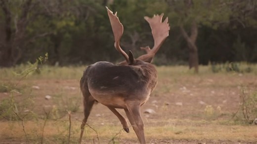 Get on the books for our trophy fallow hunts this Fall! #sci #chital #oryx #deerfeed #guidedhunts #goldmedalaxis #texashuntingranches #southtexas #monsterbucks #texasexotics #whatgetsyououtdoors #exotichunting #corporatehunts #exotics #exotichunts #deerhunting #axisdeer #texasexotichunting #blackbuck #axisbuck #aoudad #hillcountryhuntingranches #youthhunter #hunting #packagehunts #youthhunt #wildlifemanagament #southtexashuntingoutfitters #nilgai #corporateretreats | South Texas Hunting Outfitte