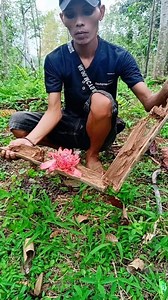 Bambu Ampel hitam berisi bunga mahkota merah #reel #trending #mistis | Adhara Dalva Kanaya