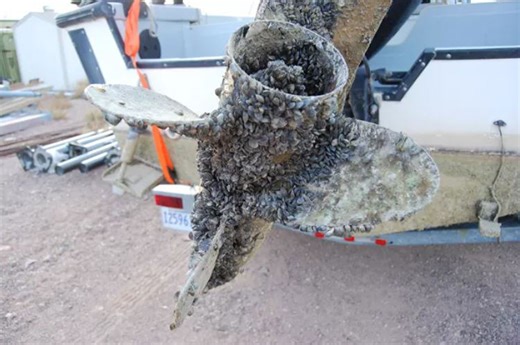 Zebra mussels found in Colorado River, lakes; golden mussels spreading in California