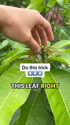 Mango Pruning Tips for Increased Fruit Production