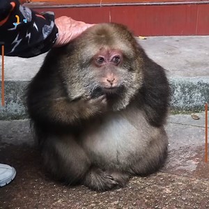 no thoughts, just nom nom. | 9GAG Cute