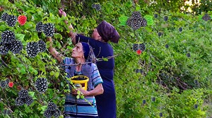 Picking Wild Blackberries and Making Blackberry Jam and Juice! | Yummy Life
