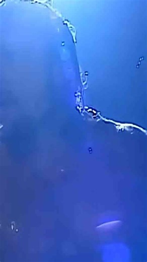 The original names of WWE wrestlers