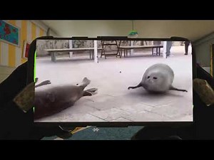 Bouncing Seals 2 [MEME COMPILATION]