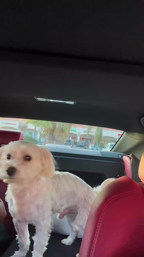 One minute we're bored, next minute Flex is singing like he's on Broadway. Send help 🎭🎤😳 | Flex D