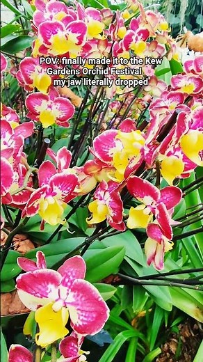 I've Never Seen Anything Like This… Orchid Festival 2026 in Kew Gardens, London