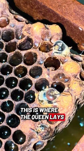 3 Types of Combs Inside a Beehive You Should Know #shorts