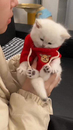 Kitten Meowing #cat #猫 #kitten #asmr #cute #meow #cutecat #推しニャン #癒し | Baby Cat