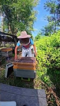 Harvesting Bee pollen in Seconds 🐝🍯 #Shorts Fresh Honey Bee Pollen🍯✨ #HoneyHarvest Bee Pollen