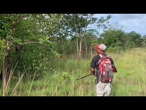 Caseria de venado. (Con perros)