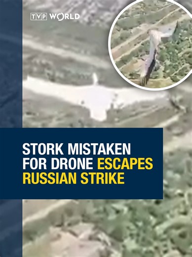 Stork Outmaneuvers Russian Drone in Aerial Duel
