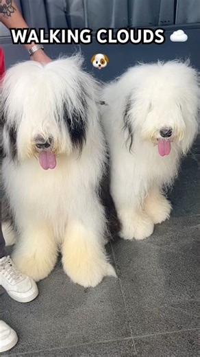 The Fluffiest Dogs You’ll See Today 😍 What dogs are these?
