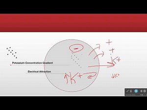 Membrane and Action Potential