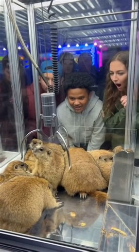 The Prize in This Claw Machine SCREAMS When You Win It! #funny #viral #clawmachine #omg #unexpected #reels #trending #arcade #wtf #groundhog #fail #win #screaming | Pawfect Love Story