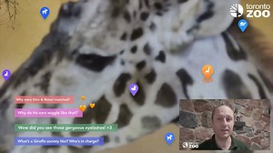 Tune in to NEW Virtual Zoo Talks from our Live Giraffe Cam 🦒 🕙 : Virtual Field Trips: Mondays, Wednesdays & Fridays: 10am & 5pm 🕑 : Virtual Zookeeper Talks: Mondays, Wednesdays & Fridays: 2pm Tune in at torontozoo.brizi.tv 🦒 | The Toronto Zoo
