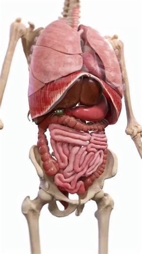 medical_animation on Instagram: "The body is never still. This 3D animation shows three vital movements that keep us alive — even when we sleep: • • – Heartbeat: rhythmic muscle contractions that send blood to every cell – Breathing: the rise and fall of the lungs drawing in oxygen and releasing CO₂ – Peristalsis: wave-like muscle motions pushing food through the digestive tract • • These automatic motions run in perfect sync, all day, every day. • • Animation credit 📸- @sciepro.official • • #s