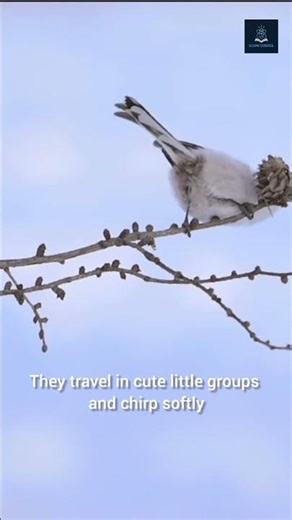 Japan’s Real Snow Fairy Bird ❄️🐦