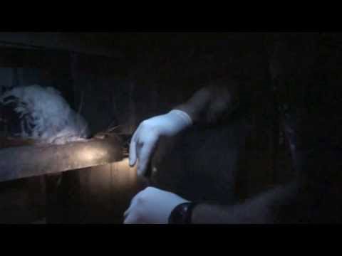 Nighttime Worming Mite and Lice Treatment for My Chickens