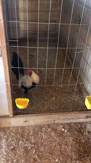 Rooster Activities in a Barn Environment