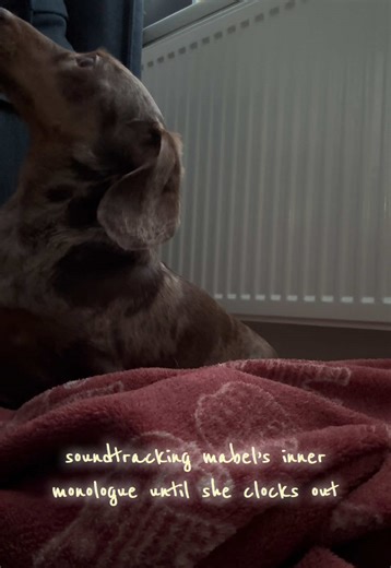 Mabel’s Inner Monologue: A Sausage Dog Adventure