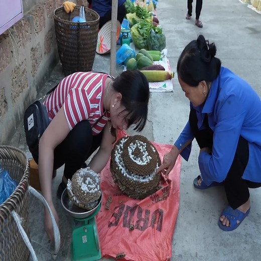38K views · 976 reactions | collecting and selling huge cabbage wasp pupae. #harvesting #bushcraft #building #farmlife #outdoorlife #cabinlife #forest | Kayden Valencia | Facebook