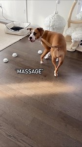 1.8M views · 98K reactions | My dog had a massage appointment! | Luna The Pittie | Facebook