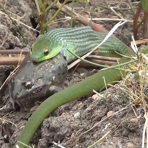 612K views · 2K reactions | Close-up of a snake slowly swallowing its prey. #snake | Snake Doctor | Facebook