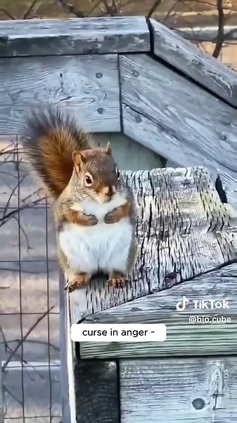 Squirrel's Heartbreaking Journey: Begging for Food After Home Destroyed