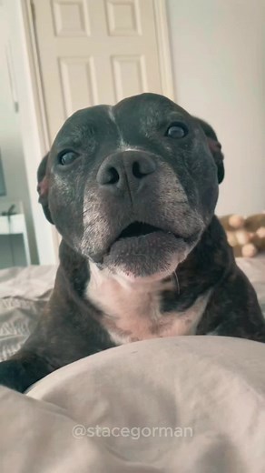 Meet the Gorgeous Staffordshire Bull Terrier, the Staffy!