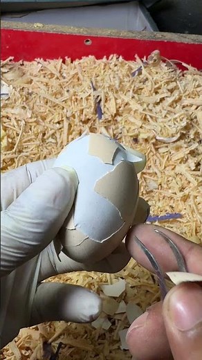 Understanding Egg Hatching Failures 🐣 (Real Footage)