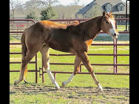 OUTSTANDING APHA LONGE LINE PROSPECT