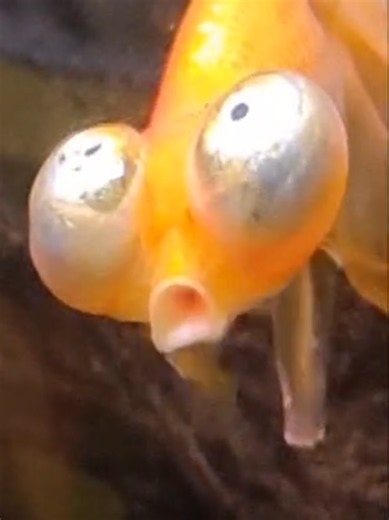 We thought these were ill fish but apparently you fish guys make them like that? #goldfish #aquarium #fish #france #francetiktok