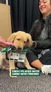 Busy Day at MetLife Stadium for Jet The Puppy 🐶