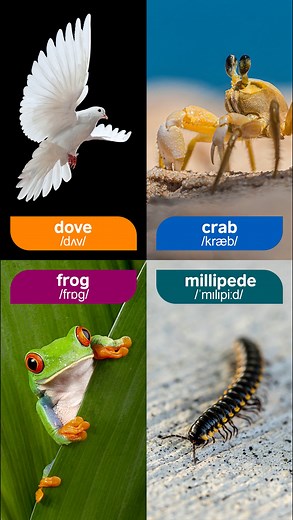 Animal vocabulary | LearnEnglish Parents - British Council